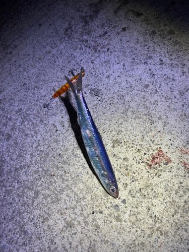 イワシの釣果