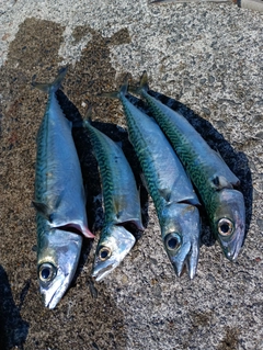 サバの釣果