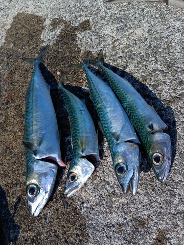 サバの釣果