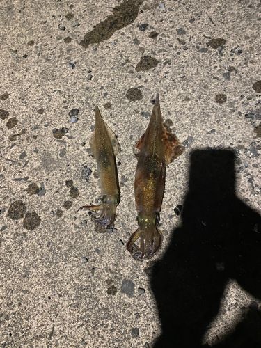 ヤリイカの釣果