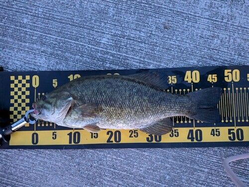 スモールマウスバスの釣果
