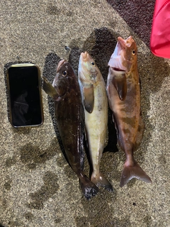 ホッケの釣果