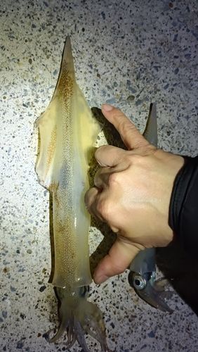 イカの釣果