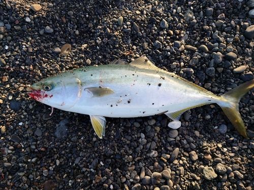 イナダの釣果
