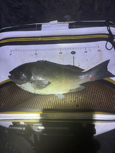 メジナの釣果