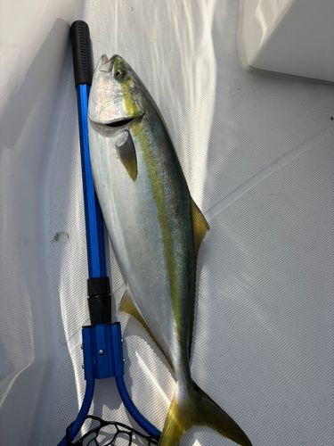 ヒラマサの釣果