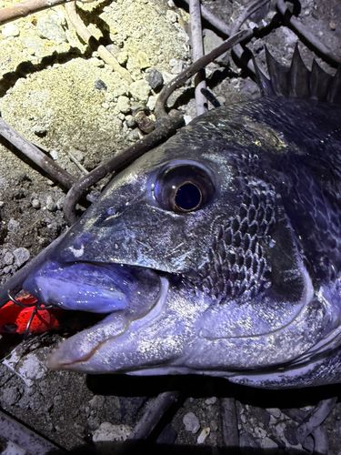 クロダイの釣果
