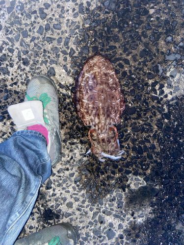 コウイカの釣果
