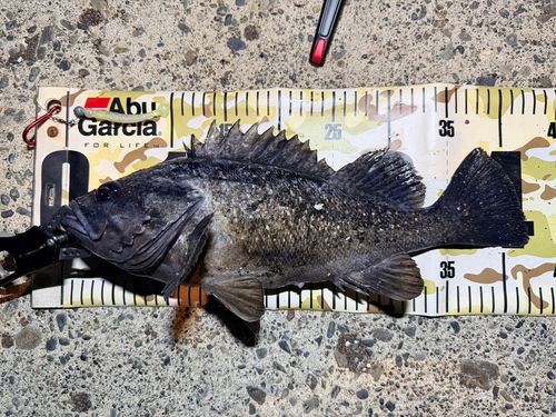 クロソイの釣果
