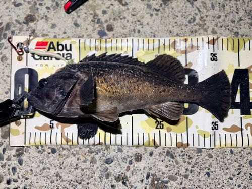 クロソイの釣果
