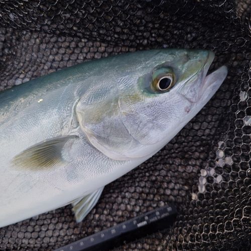 フクラギの釣果