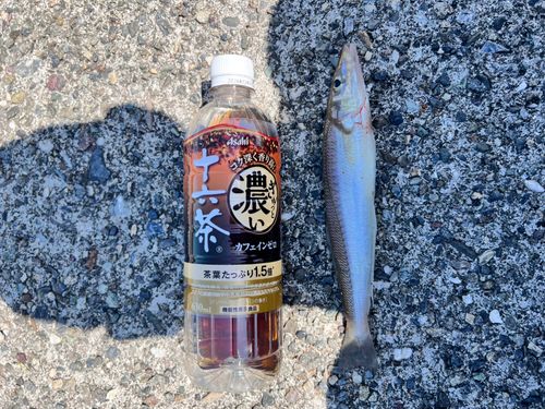 キスの釣果
