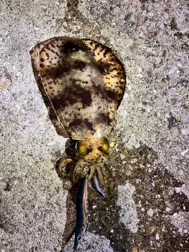 アオリイカの釣果