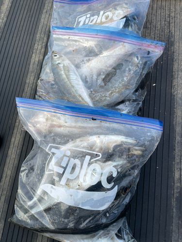 マアジの釣果