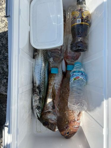 サゴシの釣果