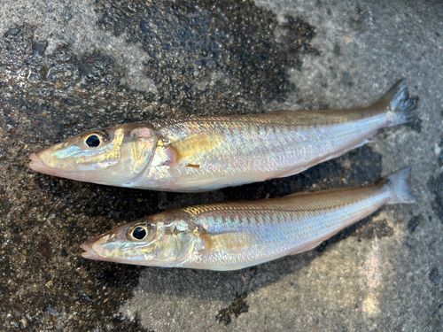 シロギスの釣果