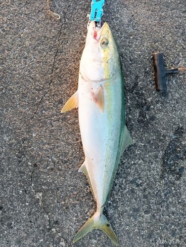 ワラサの釣果
