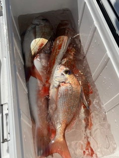 シロアマダイの釣果
