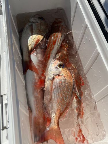 シロアマダイの釣果