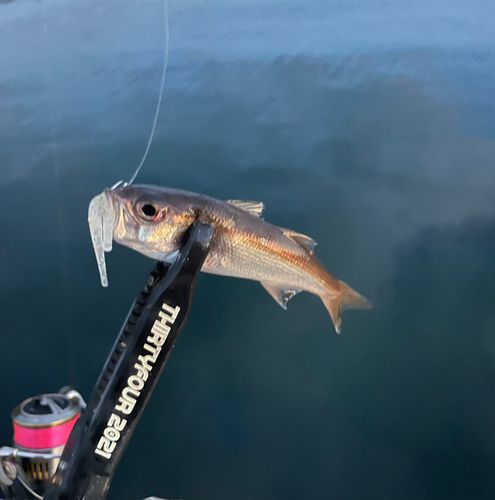 ムツの釣果