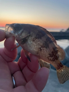 メバルの釣果