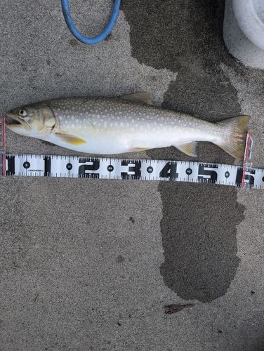 アメマスの釣果