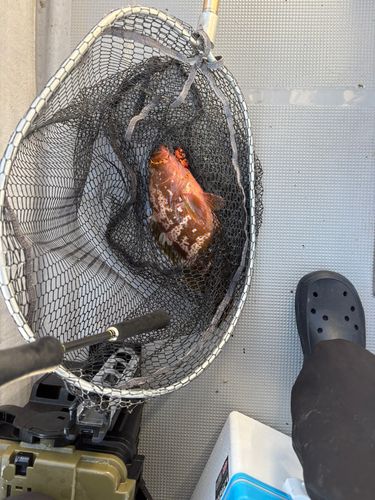 アコウの釣果
