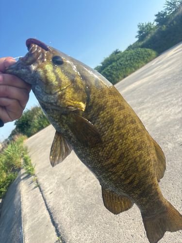 スモールマウスバスの釣果
