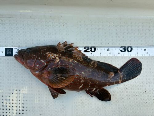 キジハタの釣果