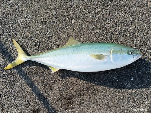 ワラサの釣果