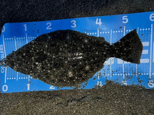 ヒラメの釣果