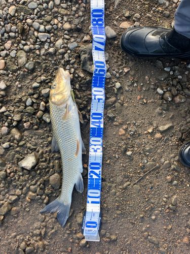 ニゴイの釣果