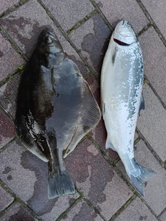 サクラマスの釣果