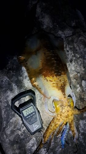 アオリイカの釣果