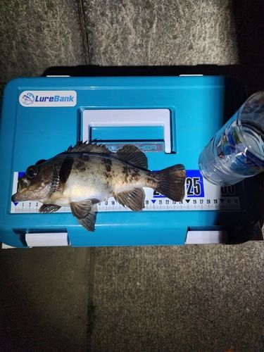 メバルの釣果