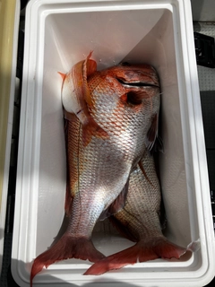 マダイの釣果