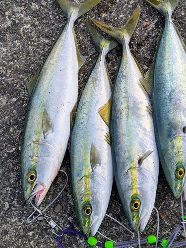 ツバイソの釣果