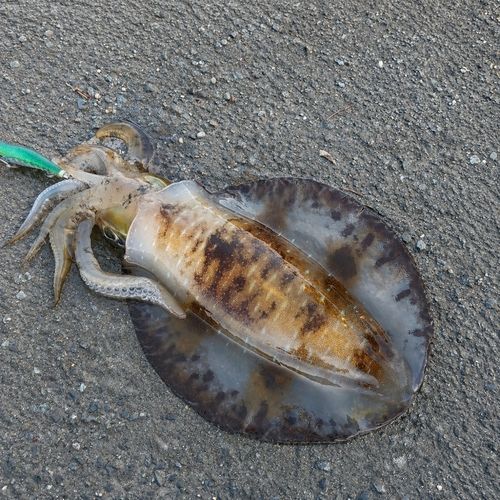 アオリイカの釣果