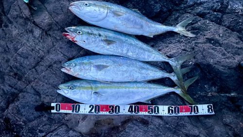 ワラサの釣果