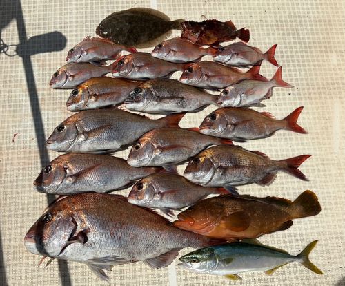 マダイの釣果