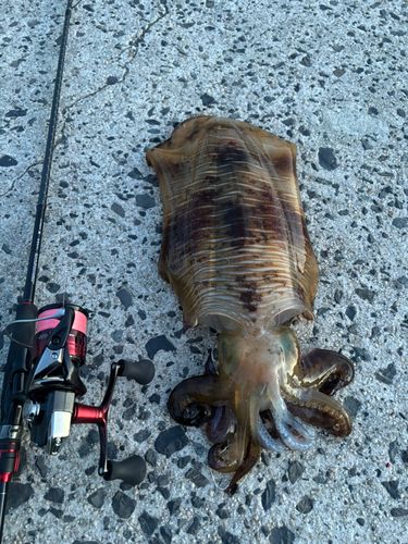 アオリイカの釣果