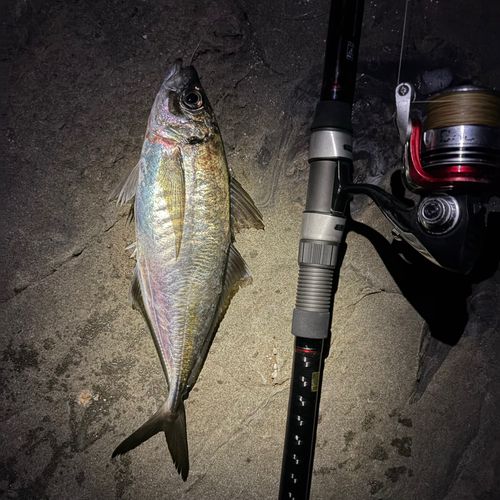 マアジの釣果