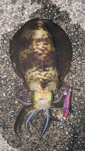 アオリイカの釣果