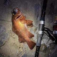 アカメバルの釣果
