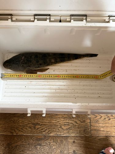マゴチの釣果