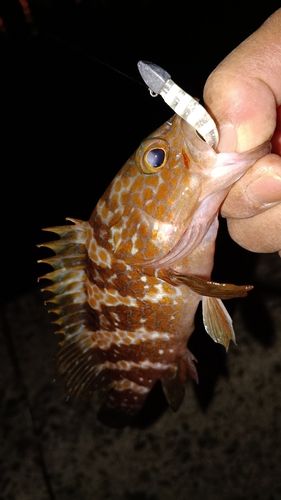 アコウの釣果