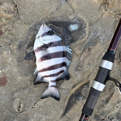 サンバソウの釣果