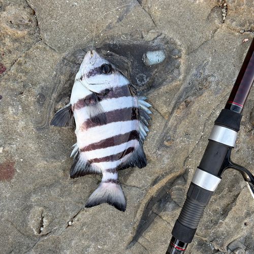 サンバソウの釣果