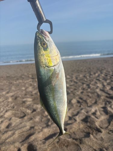 ワカシの釣果