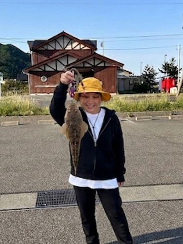 マゴチの釣果